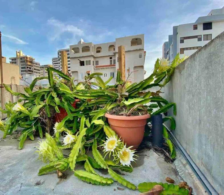 Fresh Tropical Colonial Style Walk-Up- Rooftop Terrace- Beach View Σαν Χουάν Εξωτερικό φωτογραφία