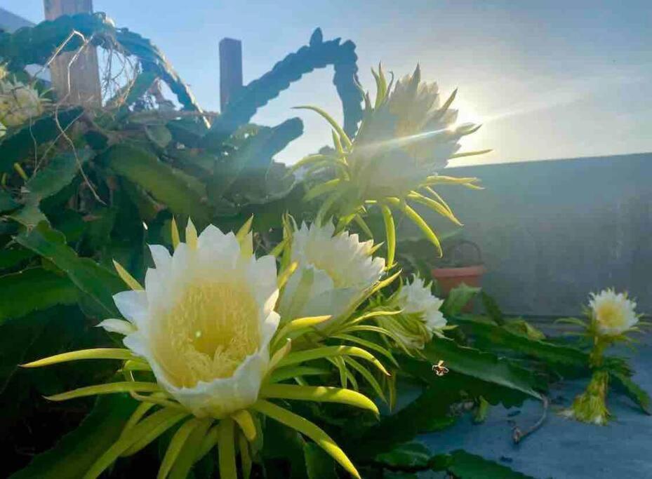 Fresh Tropical Colonial Style Walk-Up- Rooftop Terrace- Beach View Σαν Χουάν Εξωτερικό φωτογραφία