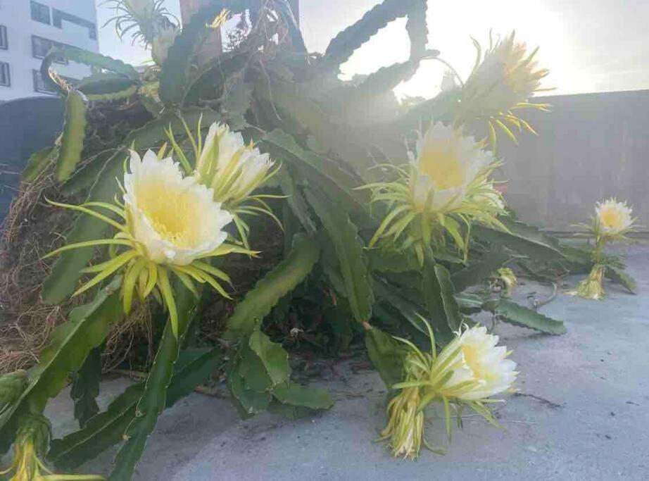 Fresh Tropical Colonial Style Walk-Up- Rooftop Terrace- Beach View Σαν Χουάν Εξωτερικό φωτογραφία